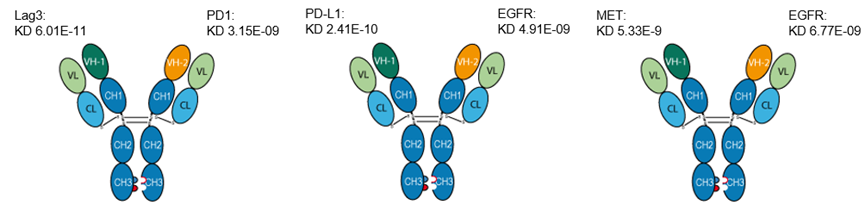 LAG3/PD1、PD-L1/EGFR、MET/EGFR 双特异性抗体亲和力测试