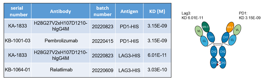 LAG3/PD1 双特异性抗体