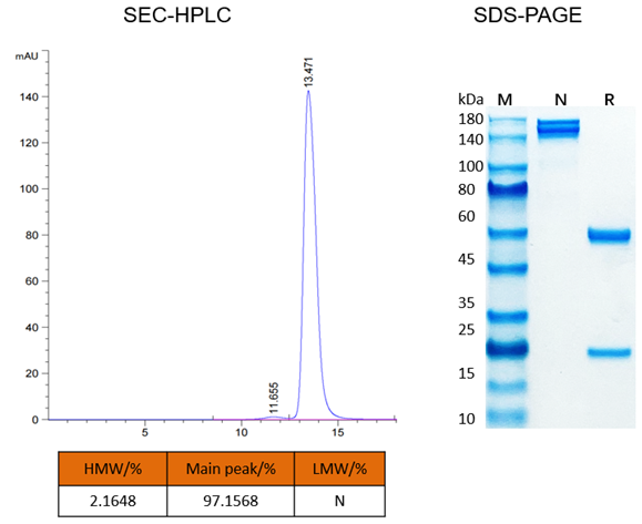 SEC-HPLC 和 SDS-PAGE