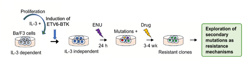 Screening of drug resistant cell lines