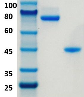 HCAb-hIgG1-isotype