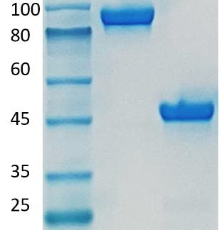 HCAb-hIgG4-S228P-isotype