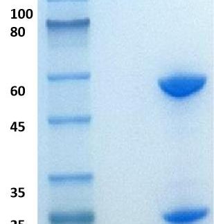 Human-CD3-antibody-OKT3