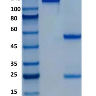 Mouse-anti-Human-IgG1-FC-Antibody