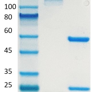 Mouse-IgG1-D265A-isotype-kappa