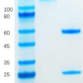 Pembrolizumab
