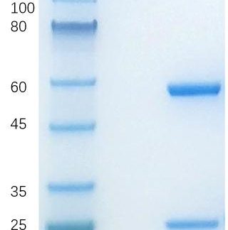 Zolbetuximab