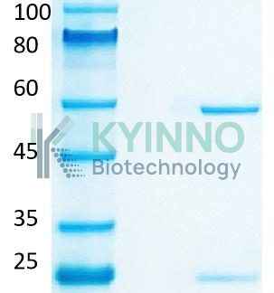 SDS-PAGE validation of 7D4-mIgG2a-cropped