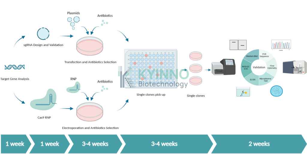 flowchart of stable gene-editing cell line construction