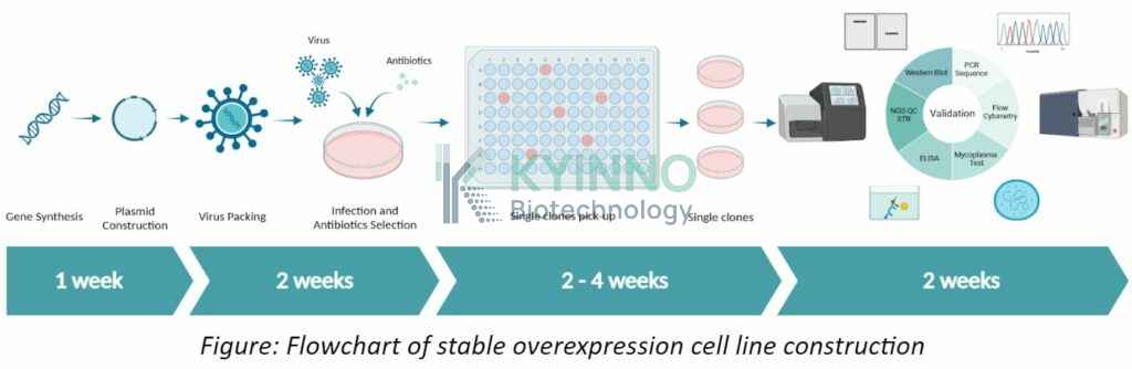 flowchart of stable overexpression cell line construction