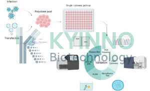 genetically engineered cell lines services