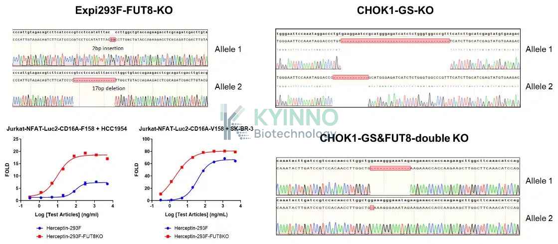 kyinno-antibody-production-platform-antibody-sequence