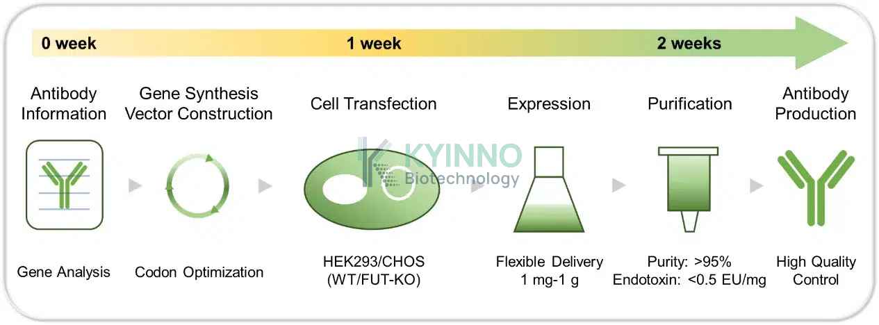 kyinno-antibody-production-platform-timeline
