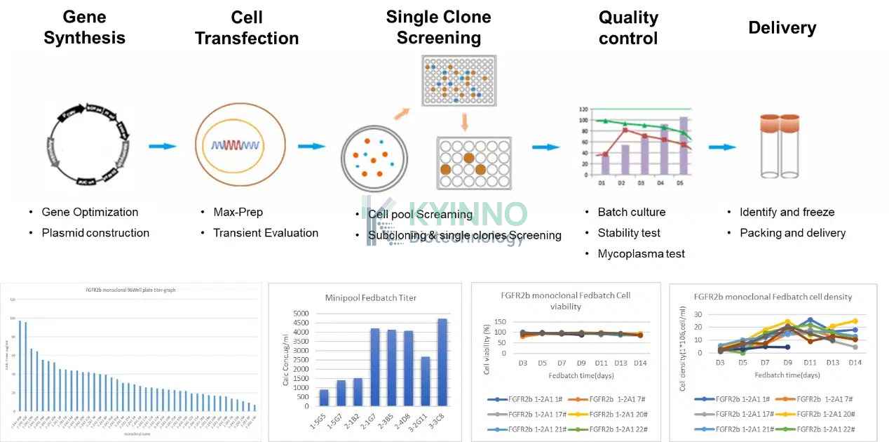 kyinno-antibody-production-stable-transfection-cell lines