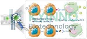 Membrane Proteins Screening Array AB5000 service