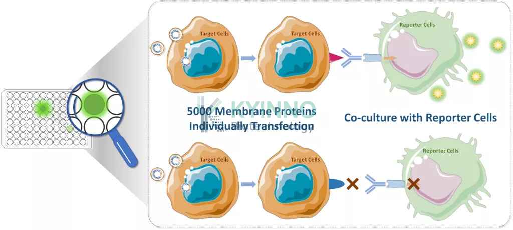 Membrane Proteins Screening Array AB5000 service