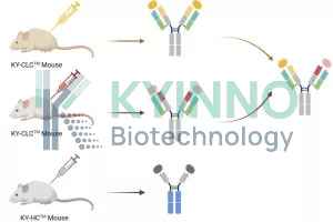 multispecific antibody development platform service