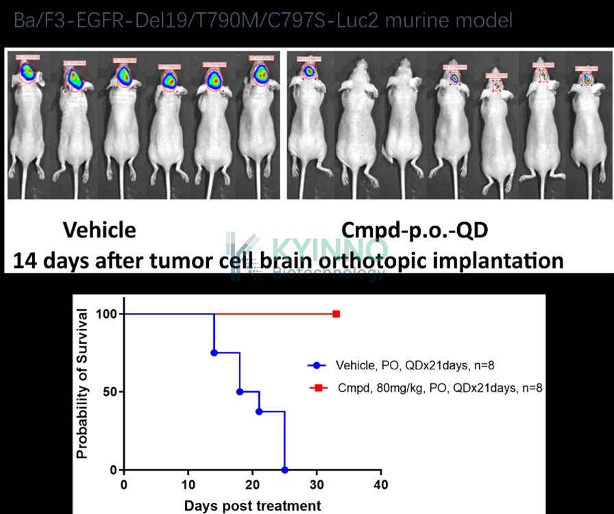 orthotopic tumor implantation method using mouse models