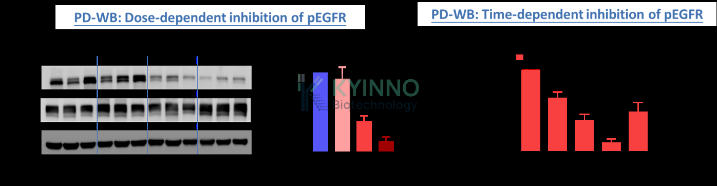 EGFR 抑制剂 PK/PD 分析