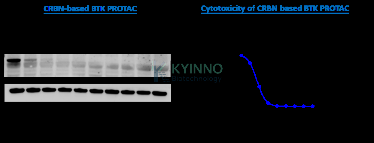 BTK PROTAC 靶点降解和细胞活力分析