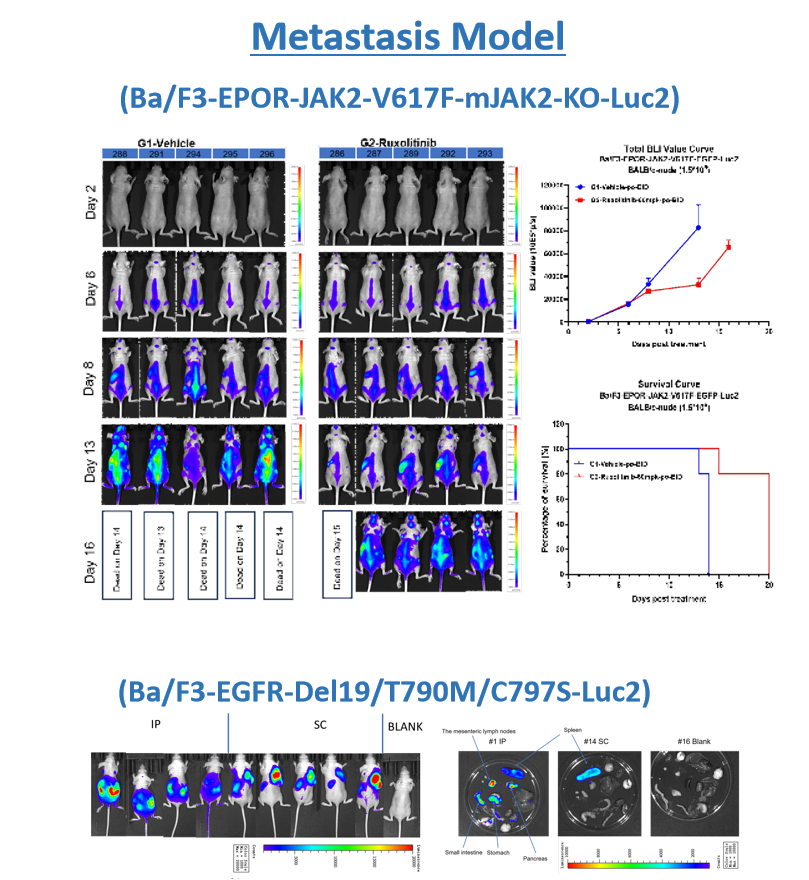 kyinno-metastasis-tumor-model-update